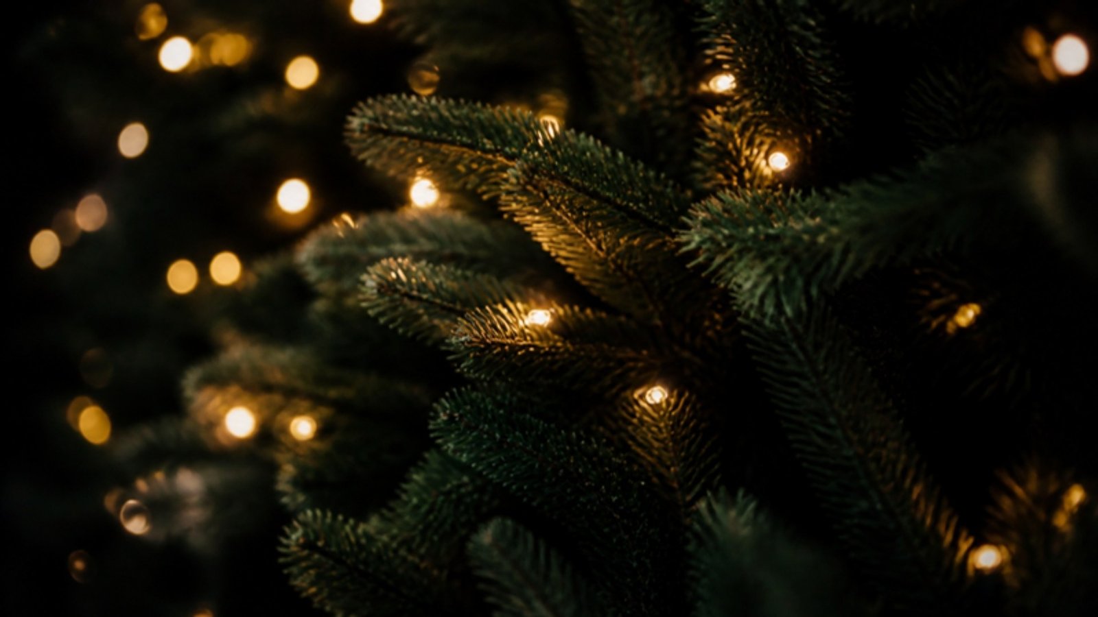 Evergreen branches with warm white fairy lights